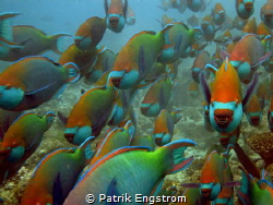School of parrots Kuramathi Maldives by Patrik Engstrom 